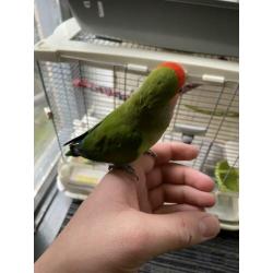 Agapornis mannetje 1 jaar oud ZEER TAM !