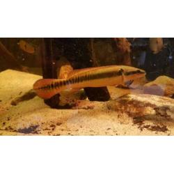 Zuid Amerikaanse Cichliden: Crenicichla zebrina