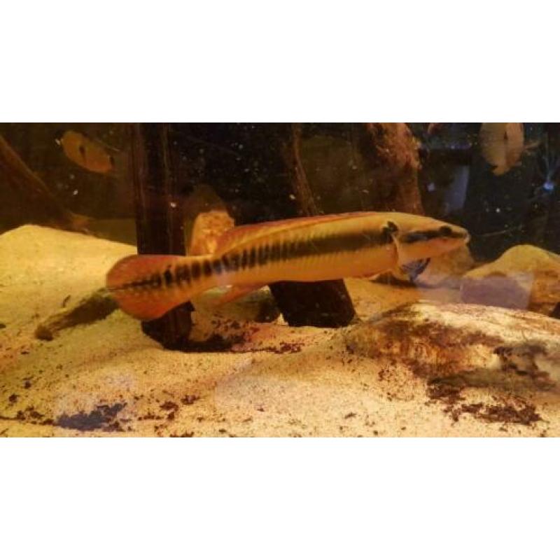 Zuid Amerikaanse Cichliden: Crenicichla zebrina