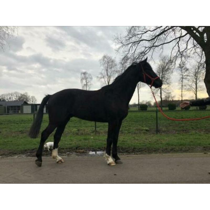 Mooie 5 jarige Ruin Onbeleerd