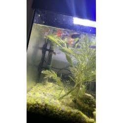 Aquarium met pomp verwarming en guppies