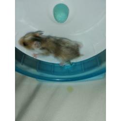 Lieve jonge goudhamsters