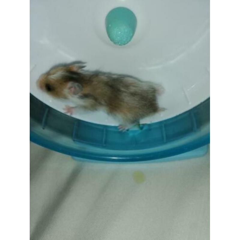 Lieve jonge goudhamsters