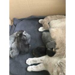 Nu te reserveren prachtige Britse korthaar kittens
