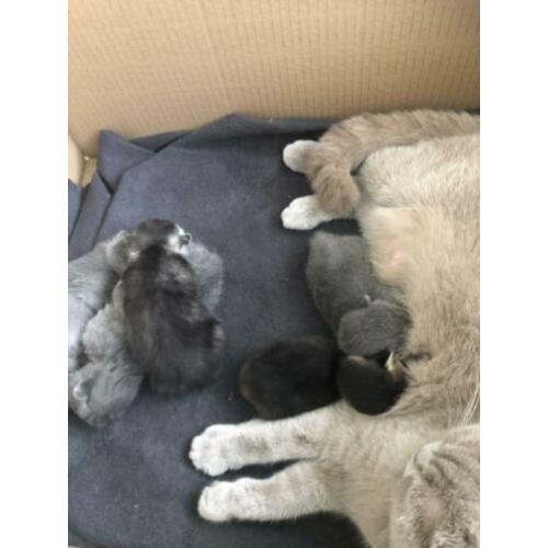 Nu te reserveren prachtige Britse korthaar kittens