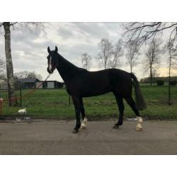 Mooie 5 jarige Ruin Onbeleerd