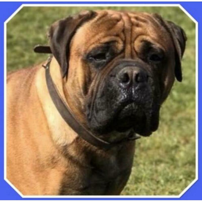 Bullmastiff pups uit Int.kampioen combi