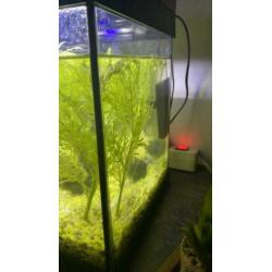 Aquarium met pomp verwarming en guppies