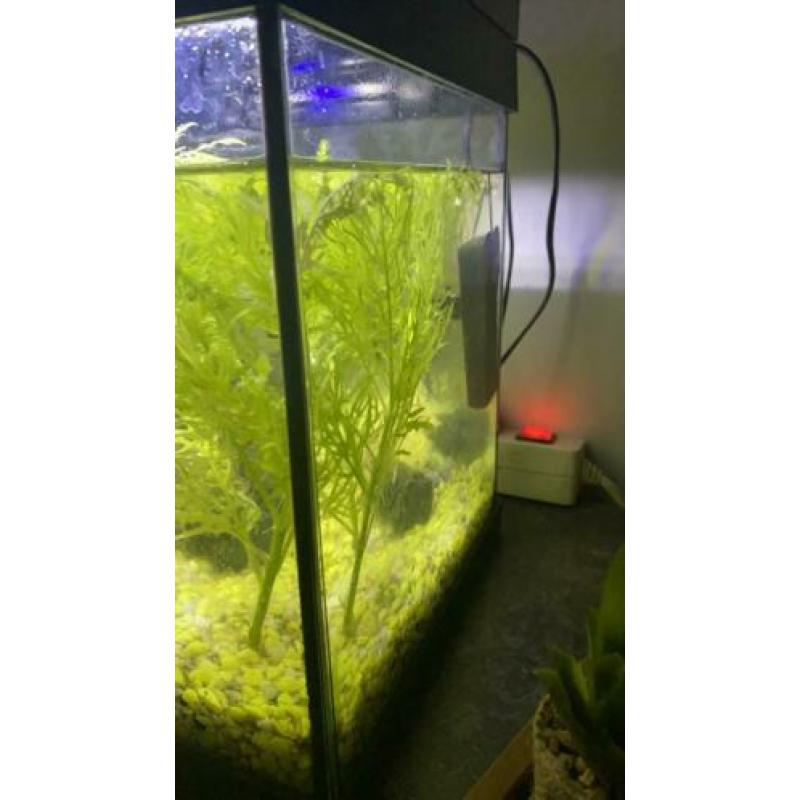 Aquarium met pomp verwarming en guppies