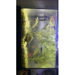 Aquarium met pomp verwarming en guppies