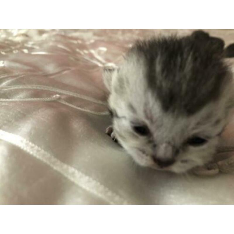 Nu te reserveren prachtige Britse korthaar kittens