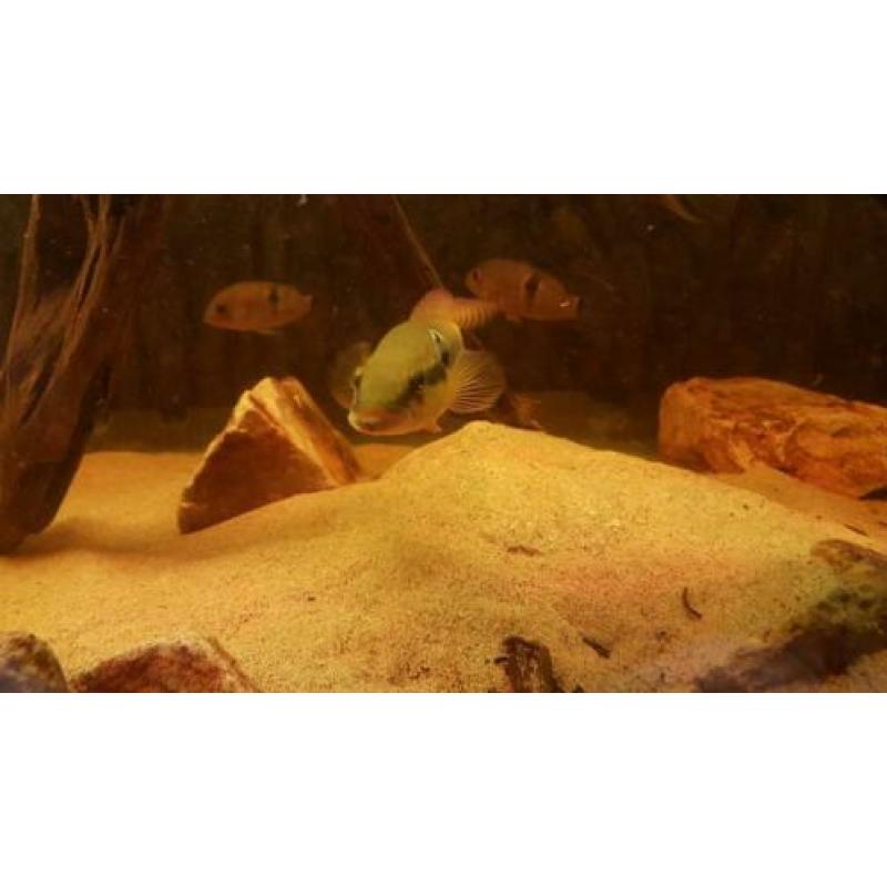 Zuid Amerikaanse Cichliden: Crenicichla zebrina