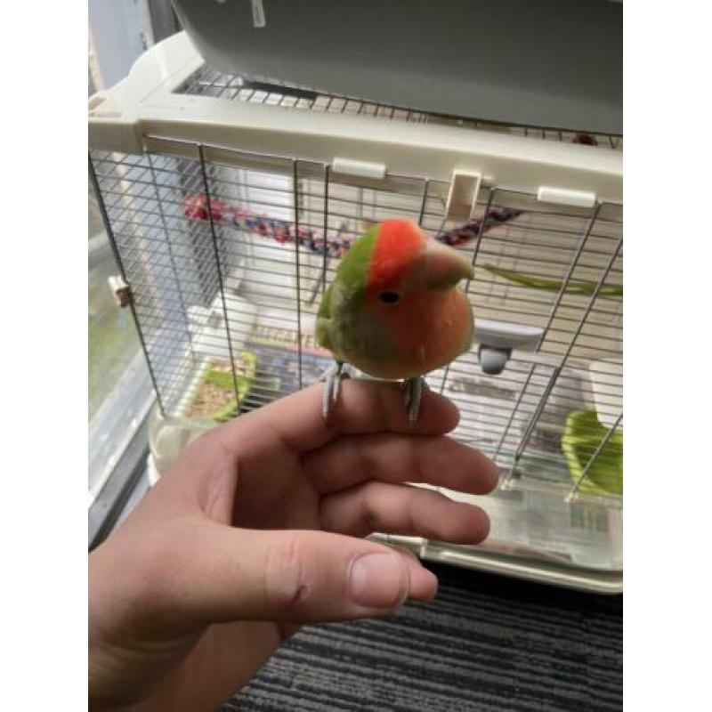 Agapornis mannetje 1 jaar oud ZEER TAM !