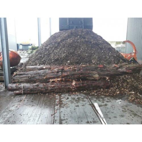 Taxus stam 3x