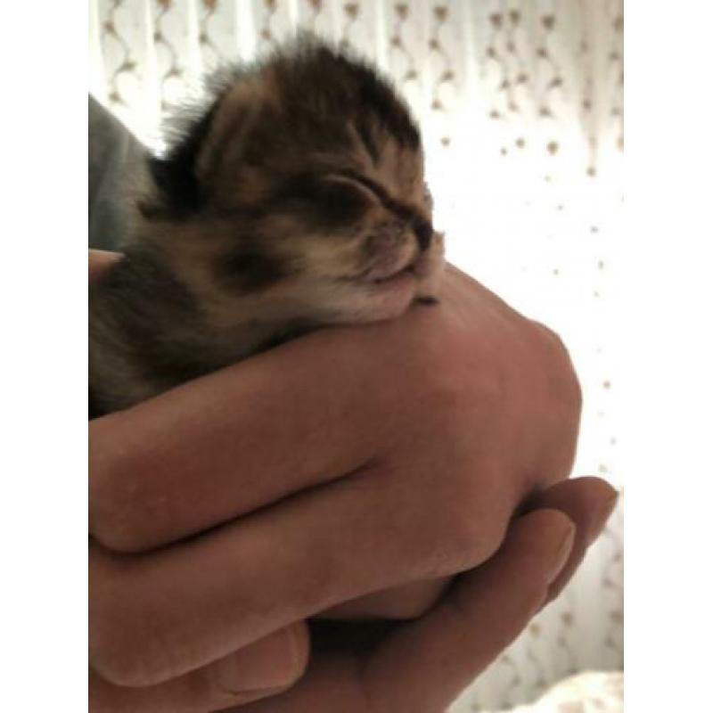 Nu te reserveren prachtige Britse korthaar kittens