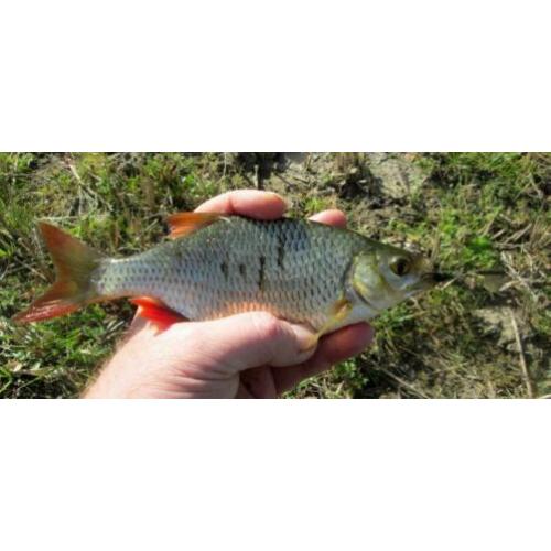 R 6 set van 4 Ultra Light Forel - Ruisvoorn - Baars spinners