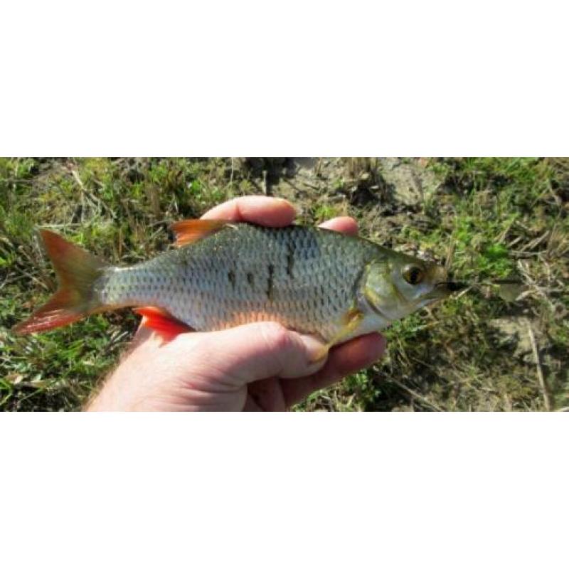 R 6 set van 4 Ultra Light Forel - Ruisvoorn - Baars spinners