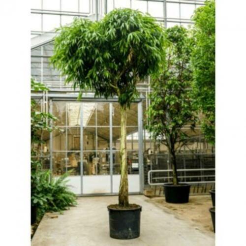 Ficus Maclellandii 'alii' - Jungle Boom 515-525cm art42719