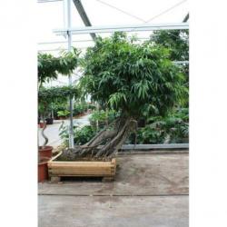 Ficus Maclellandii 'alii' - Jungle Boom 515-525cm art42719