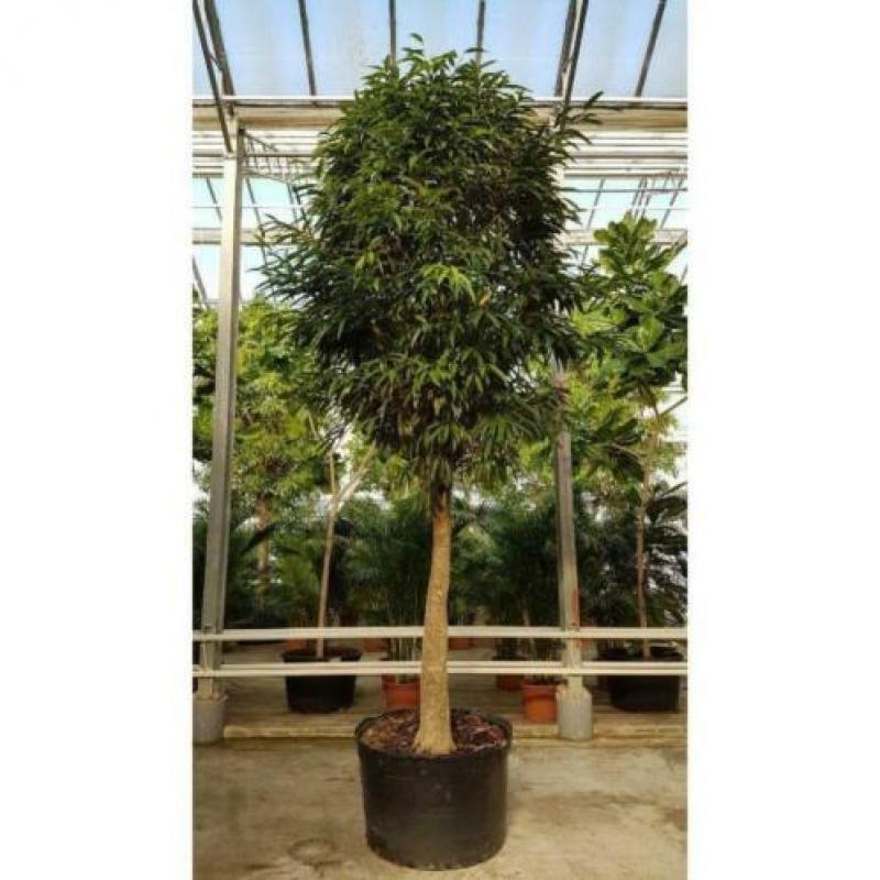 Ficus Maclellandii 'alii' - Jungle Boom 515-525cm art42719