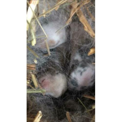 te reserveren: baby konijntjes