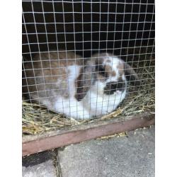 te reserveren: baby konijntjes