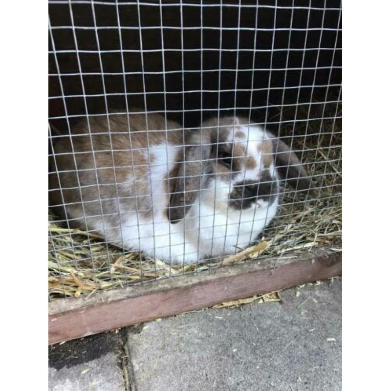 te reserveren: baby konijntjes