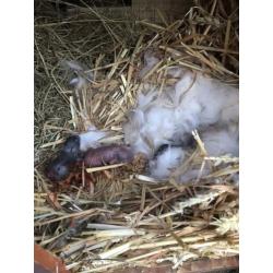 te reserveren: baby konijntjes