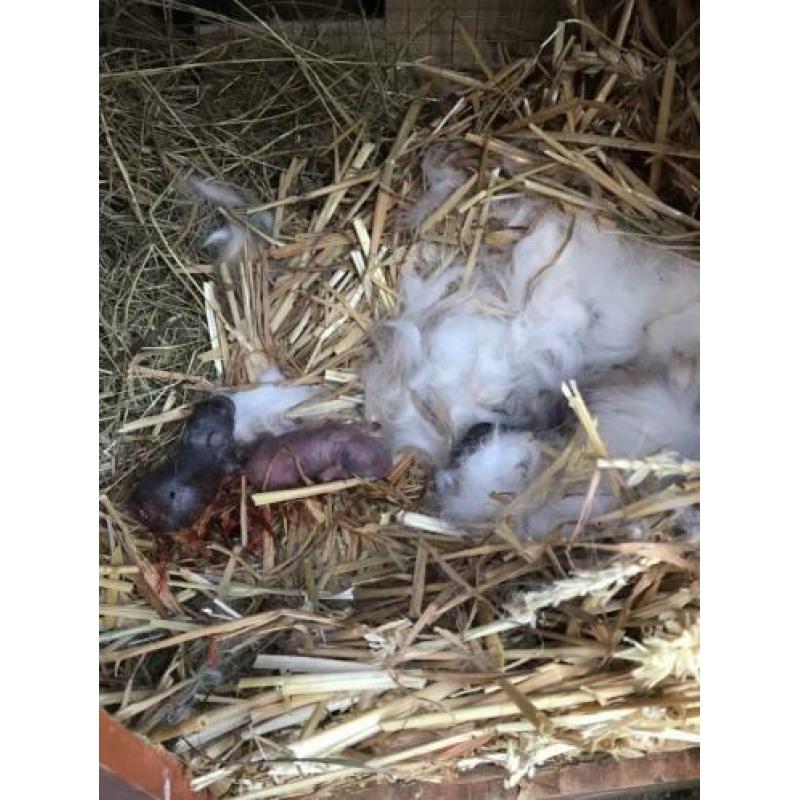te reserveren: baby konijntjes
