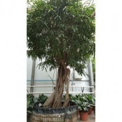 Ficus Maclellandii 'alii' - Jungle Boom 515-525cm art42719