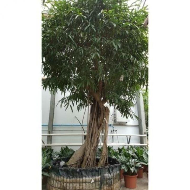 Ficus Maclellandii 'alii' - Jungle Boom 515-525cm art42719
