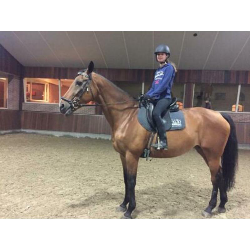 Lease pony/paard gezocht