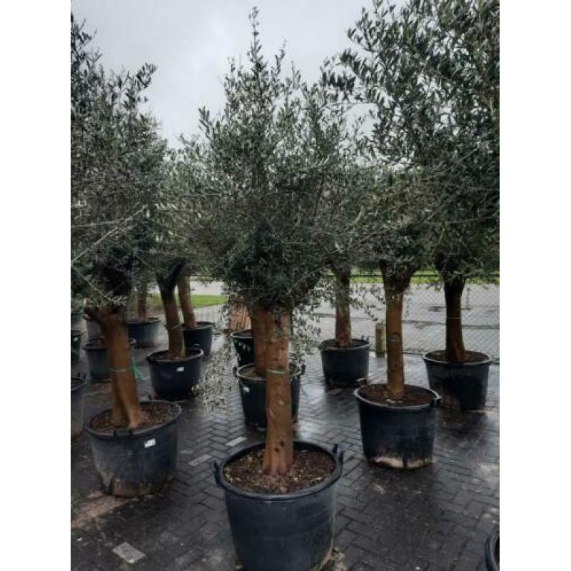 Olea Europaea olijfbomen olijfboom