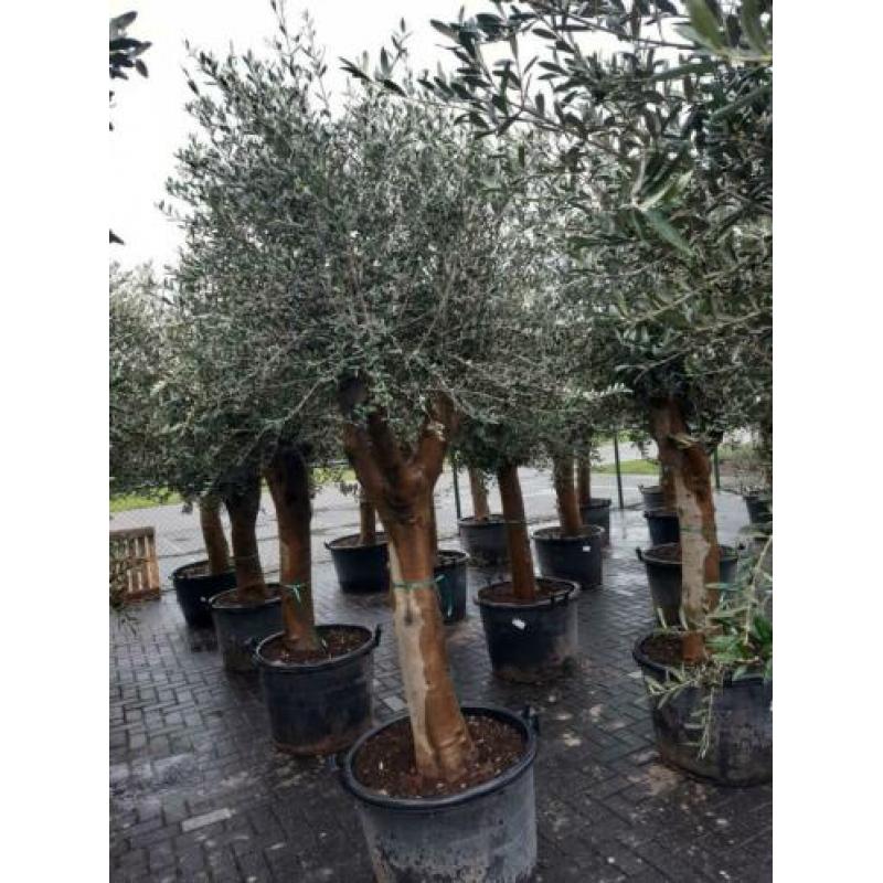 Olea Europaea olijfbomen olijfboom