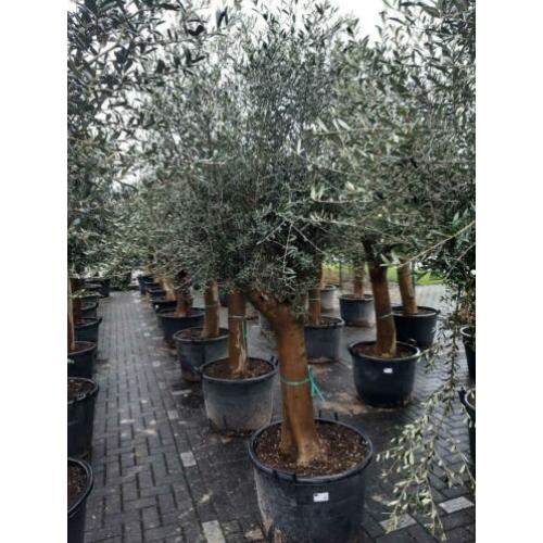 Olea Europaea olijfbomen olijfboom