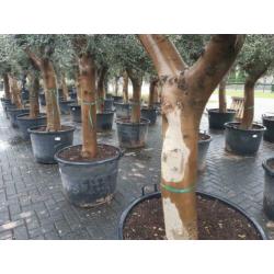Olea Europaea olijfbomen olijfboom