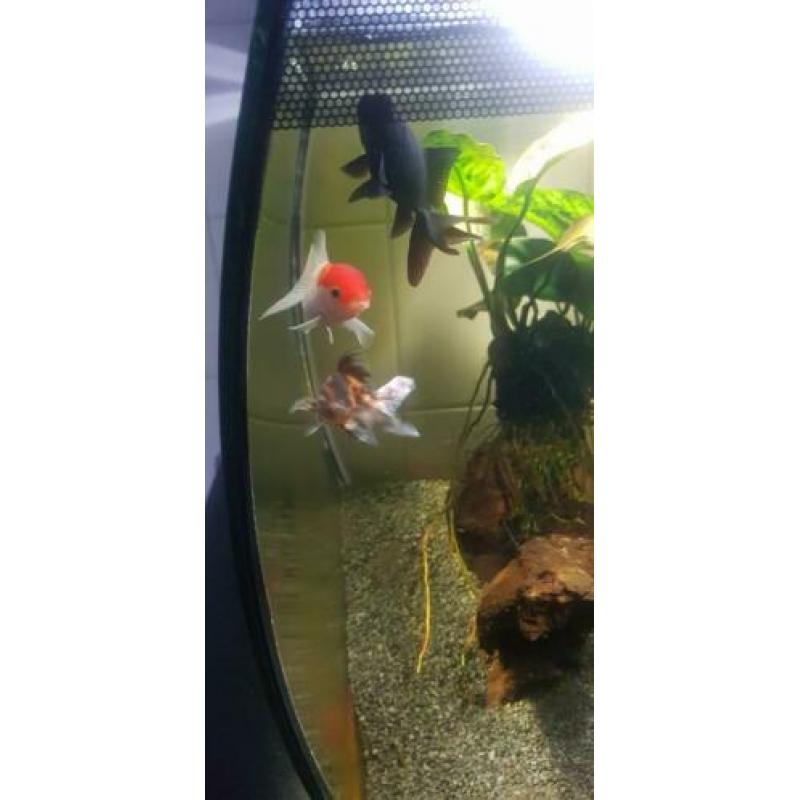 Aquarium