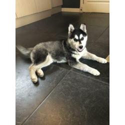 Mooie husky pup