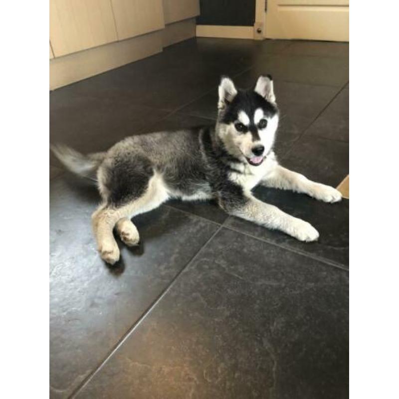 Mooie husky pup