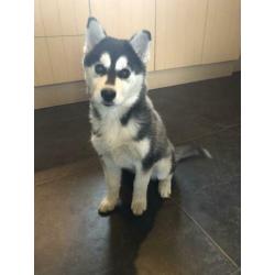 Mooie husky pup