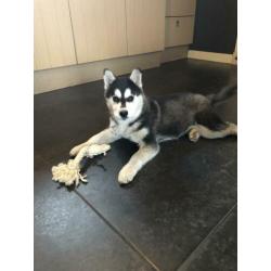 Mooie husky pup