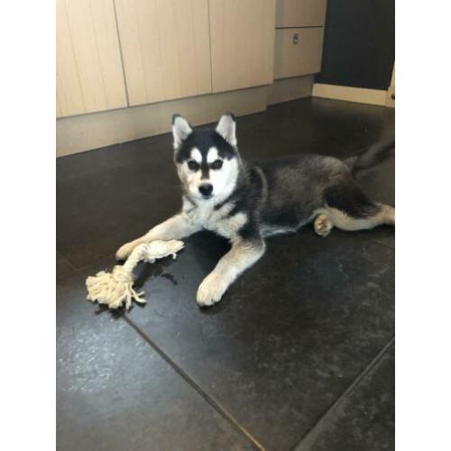 Mooie husky pup