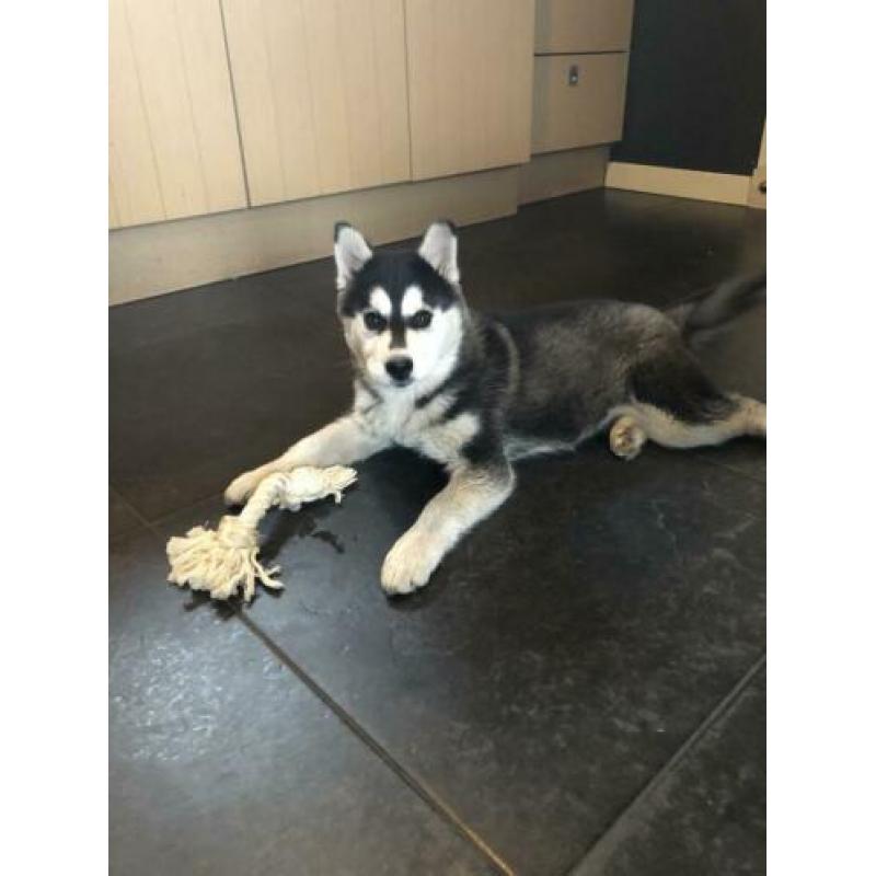 Mooie husky pup