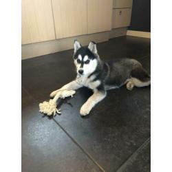 Mooie husky pup