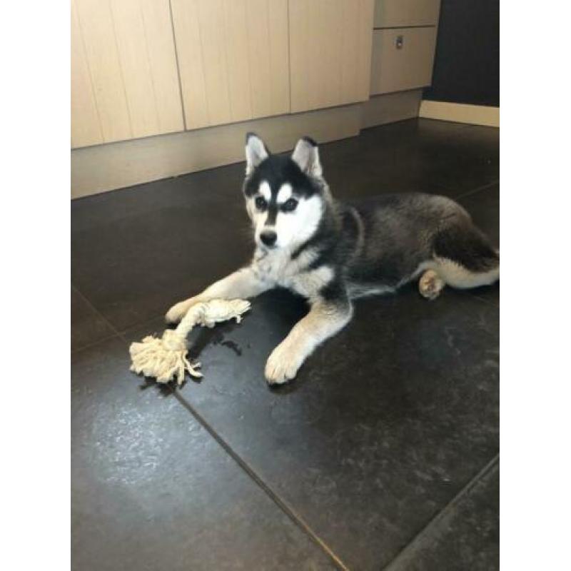 Mooie husky pup