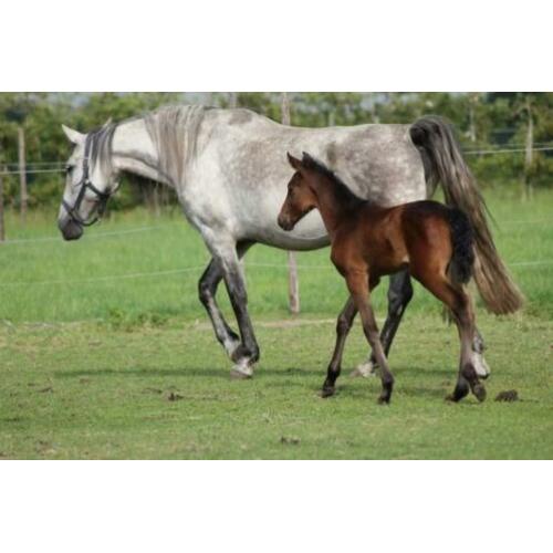 PRE merrie veulen paard