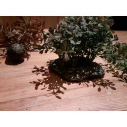 Kunst planten voor in het aquarium.