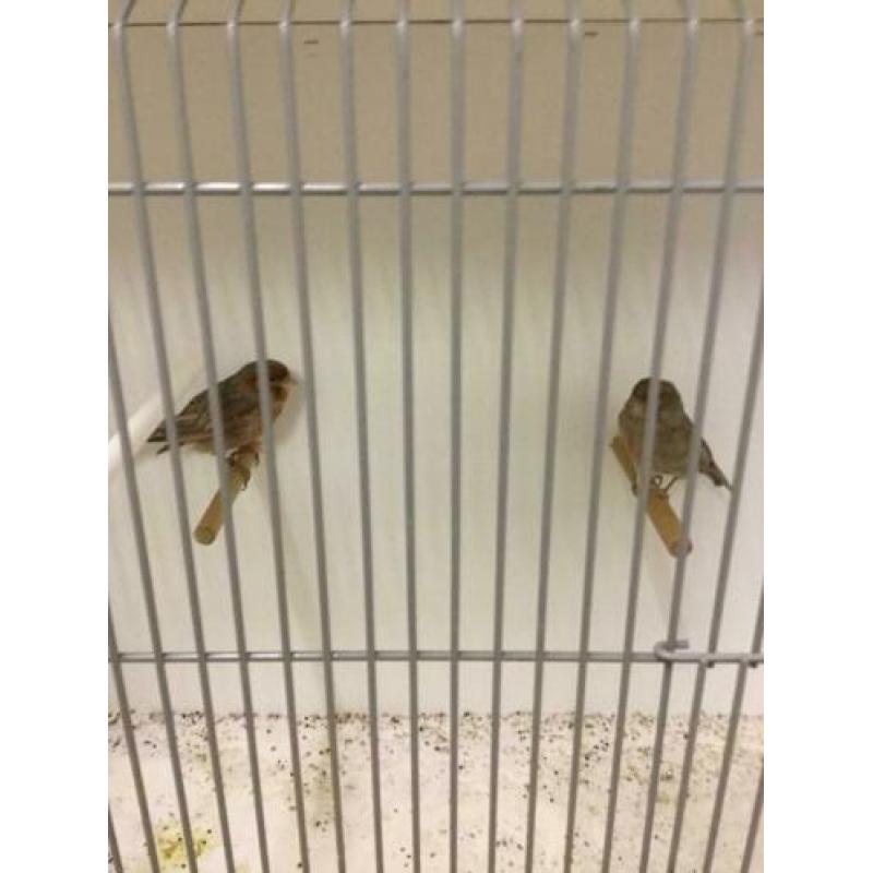 Te koop 1 koppel Grijsvleugel mozaïek kanarie