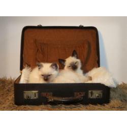 Kruising ragdoll kitten