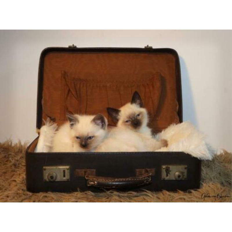Kruising ragdoll kitten